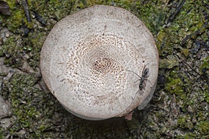 Polyrhachis ant crawling the wild mushroom cap