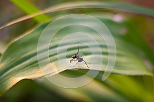 polyrhachis black ant