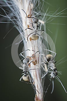 Polyrhachis dives ants feeding over the aphids