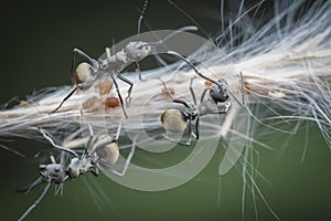 Polyrhachis dives ants feeding over the aphids