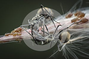 Polyrhachis dives ants feeding over the aphids