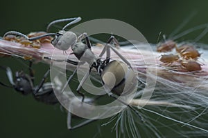 Polyrhachis dives ants feeding over the aphids