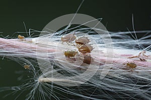 Polyrhachis dives ants feeding over the aphids