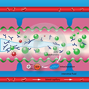 Polysaccharides in the intestine