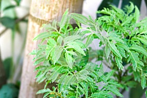 Polyscias fruticosa harms, tropical plant photo