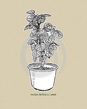 Polyscias fruticosa L. Harms. Polyscias fruticosa, or Ming Aralia, hand draw sketch vector