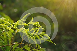 Polyscias Fruticosa leaf closeup.