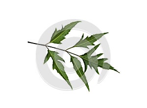 Polyscias Fruticosa leaf isolated photo