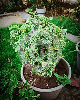 Polyscias fruticosa leaf