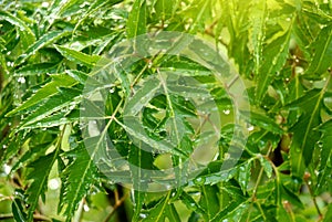 Polyscias Fruticosa leaf with water drops.
