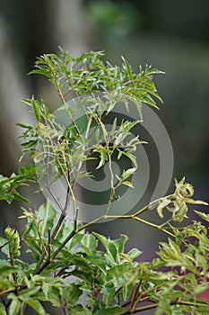 Polyscias fruticosa (Ming aralia, dwarf tree, Daun berlangkas, kuku garuda, pokok teh).