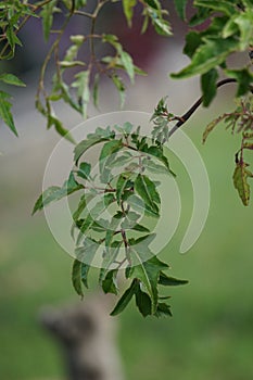Polyscias fruticosa (Ming aralia, dwarf tree, Daun berlangkas, kuku garuda, pokok teh). photo