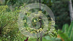 Polyscias fruticosa (Ming aralia, dwarf tree, Daun berlangkas, kuku garuda, pokok teh). photo