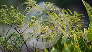 Polyscias fruticosa (Ming aralia, dwarf tree, Daun berlangkas, kuku garuda, pokok teh). photo