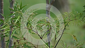 Polyscias fruticosa (Ming aralia, dwarf tree, Daun berlangkas, kuku garuda, pokok teh). photo