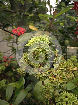 Polyscias fruticosa, or Ming aralia, is a perennial plant, dicot evergreen shrub or dwarf tree native to India.