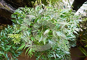 Polyscias fruticosa, a perennial plant, dicot evergreen shrub or dwarf tree.