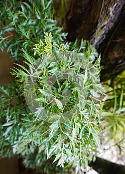 Polyscias fruticosa, a perennial plant, dicot evergreen shrub or dwarf tree.