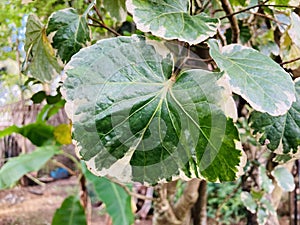 Polyscias scutellaria \