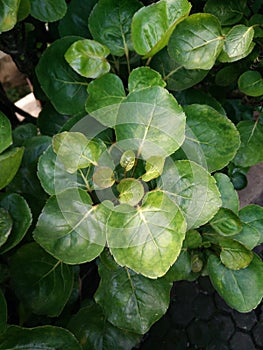 Polyscias scutellaria leaf, Also common in Indonesia which called Daun Mangkokan or daun mangkok photo