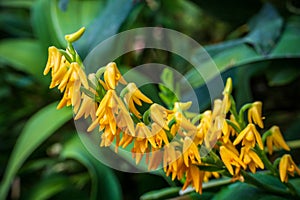 Polystachya bella in bloom.