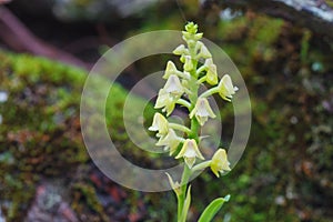 Polystachya conereta Rare species wild orchids in forest
