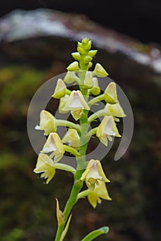 Polystachya conereta Rare species wild orchids in forest