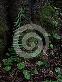 Polystichum munitum pacific sword fern photo