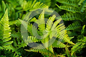 Polystichum setiferum Herrenhausen