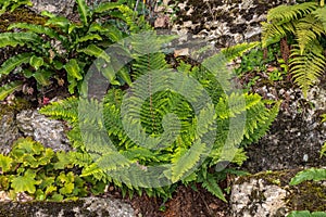 Polystichum Fern