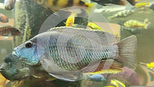 Polystigma Cichlid gracefully swimming in a under water aquarium