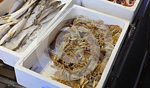 polystyrene tray with freshly caught shellfish called squilla mantis or PACCHERI in Italian language