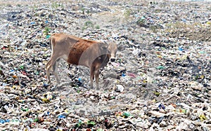Polythene bag banned to save cow in MP