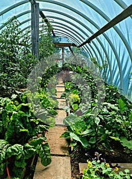 a polythene greenhouse full of green vegetables