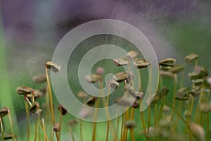 Polytrichaceae is a common family of mosses in close-up. The moment the spore mist is ejected.