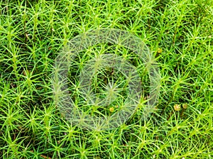 Polytrichastrum formosum commonly called haircap moss or hair moss natural texture background