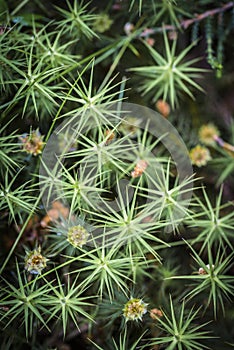 Polytrichnum moss in Abernethy forest in the Highlands of Scotland.