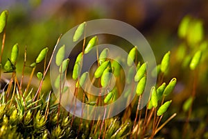 Polytrichum commune