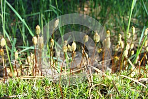 Polytrichum commune