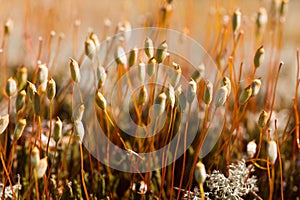 Polytrichum commune photo