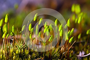 Polytrichum commune close up