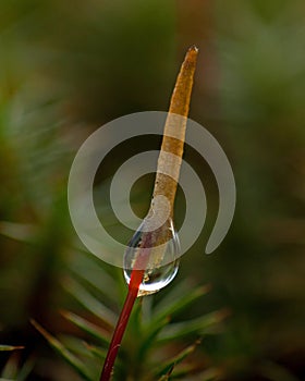 Polytrichum commune close up in the morning dew