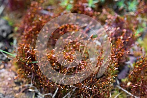 Polytrichum commune, common haircap moss closeup selective focus