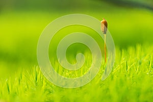 Polytrichum commune photo