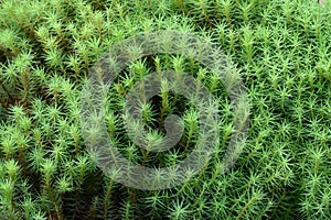 Polytrichum haircap moss