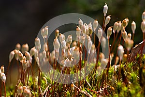 Polytrichum - haircap moss