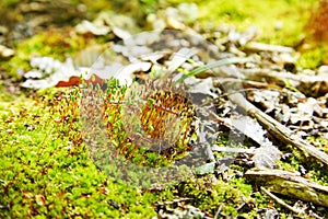 Polytrichum juniperinum, commonly known as juniper haircap or juniper polytrichum moss.