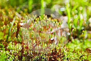 Polytrichum juniperinum, commonly known as juniper haircap or juniper polytrichum moss.