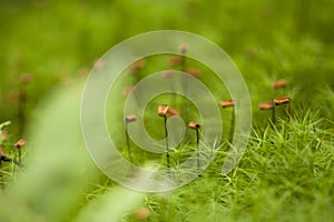 Polytrichum mosses macro background