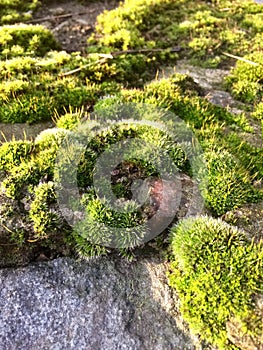 Polytrichum piliferum, bristly haircap moss on rock